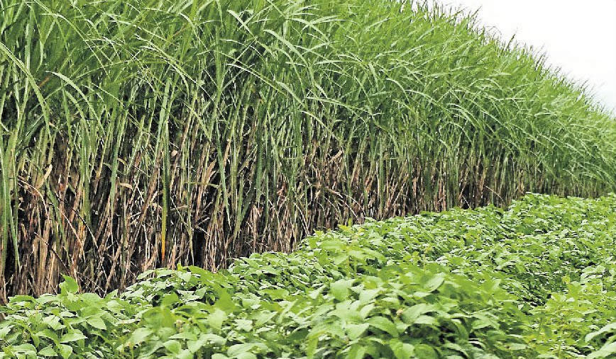 Canegrowers say these awards were a first for the sugarcane industry, and very different from the locally run productivity awards. Canegrowers say these awards were a first for the sugarcane industry, and very different from the locally run productivity awards.