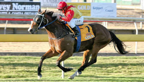 Chris Munce aboard Essington winning the Newmarket Handicap at Callaghan Park. Chris Munce aboard Essington winning the Newmarket Handicap at Callaghan Park.