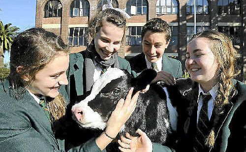St John’s Woodlawn Year 8 students (from left) Teagan McWhirter, Caralie Wilson, Jack Oates and Claire Kelly with a newborn Friesian calf at the Cows Create Careers project. St John’s Woodlawn Year 8 students (from left) Teagan McWhirter, Caralie Wilson, Jack Oates and Claire Kelly with a newborn Friesian calf at the Cows Create Careers project.
