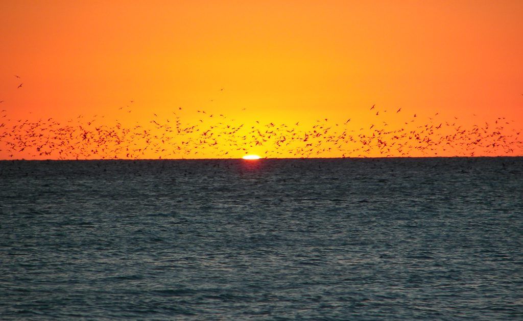 Located 75km off the coast of Gladstone is the most beautiful place, North West Island. Located 75km off the coast of Gladstone is the most beautiful place, North West Island.