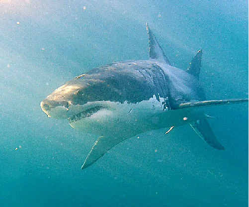 MAN EATER: The Great White.