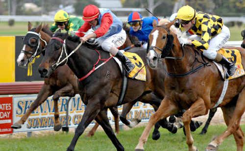 Forestreno (centre) finishes second in the 2009 Ramornie Handicap. After finishing second again last year, the veteran sprinter is bypassing this year’s carnival. Forestreno (centre) finishes second in the 2009 Ramornie Handicap. After finishing second again last year, the veteran sprinter is bypassing this year’s carnival.