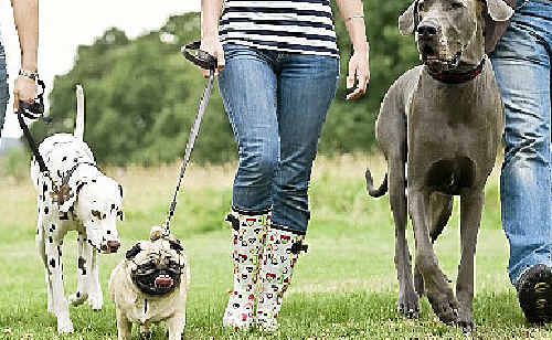 Social pups out and about. Social pups out and about.