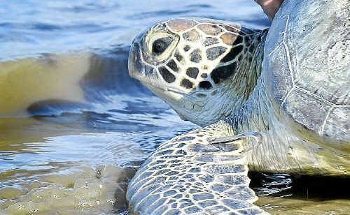 Dr Col Limpus has re-affirmed the finding that a spate of turtle deaths in Gladstone Harbour in 2011 was caused by malnutrition after seagrass meadows were damaged by floods. Dr Col Limpus has re-affirmed the finding that a spate of turtle deaths in Gladstone Harbour in 2011 was caused by malnutrition after seagrass meadows were damaged by floods.