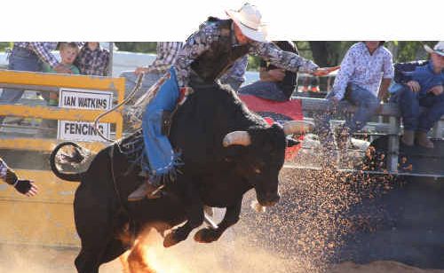 The Open Bull Ride did not disappoint at the Emerald Rodeo with thrills and spills keeping competitors on their toes. The Open Bull Ride did not disappoint at the Emerald Rodeo with thrills and spills keeping competitors on their toes.
