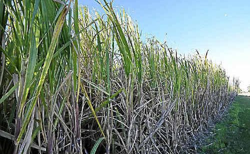 Canegrowers CEO Steve Greenwood said the carbon tax would make Australia’s sugar exports more expensive with increased cost of inputs such as electricity, fertilisers and agricultural chemicals will force the final price of sugar up. Canegrowers CEO Steve Greenwood said the carbon tax would make Australia’s sugar exports more expensive with increased cost of inputs such as electricity, fertilisers and agricultural chemicals will force the final price of sugar up.