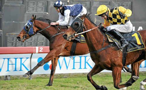 Jockey Scott Seamer steers the Rodney Northam trained Okane to victory in the Tursa Employment and Training Grafton Guineas. Jockey Scott Seamer steers the Rodney Northam trained Okane to victory in the Tursa Employment and Training Grafton Guineas.