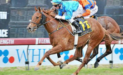Sister Havana, ridden by Grafton Cup-winning jockey Paul Hammersley, wins the Sir James Kirby Handicap on Grafton Cup Day. Sister Havana, ridden by Grafton Cup-winning jockey Paul Hammersley, wins the Sir James Kirby Handicap on Grafton Cup Day.