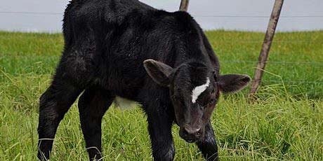 Richie 'McCow'. Richie 'McCow'.