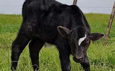 Richie 'McCow'. Richie 'McCow'.