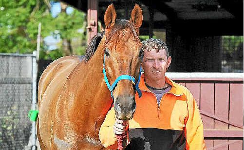 Shelton stable foreman Andrew Cahill with Maclean Cup hopeful Innocenttassie yesterday. Shelton stable foreman Andrew Cahill with Maclean Cup hopeful Innocenttassie yesterday.