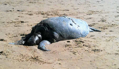 This turtle was found on July 17 at Second Beach, Tannum Sands. This turtle was found on July 17 at Second Beach, Tannum Sands.