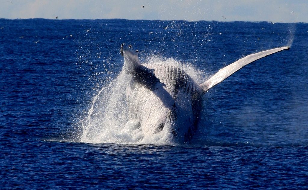 Whale watching in Hervey Bay is among the top ten tourism adventures for the 1.3 million customers that travel on Greyhound buses. Whale watching in Hervey Bay is among the top ten tourism adventures for the 1.3 million customers that travel on Greyhound buses.