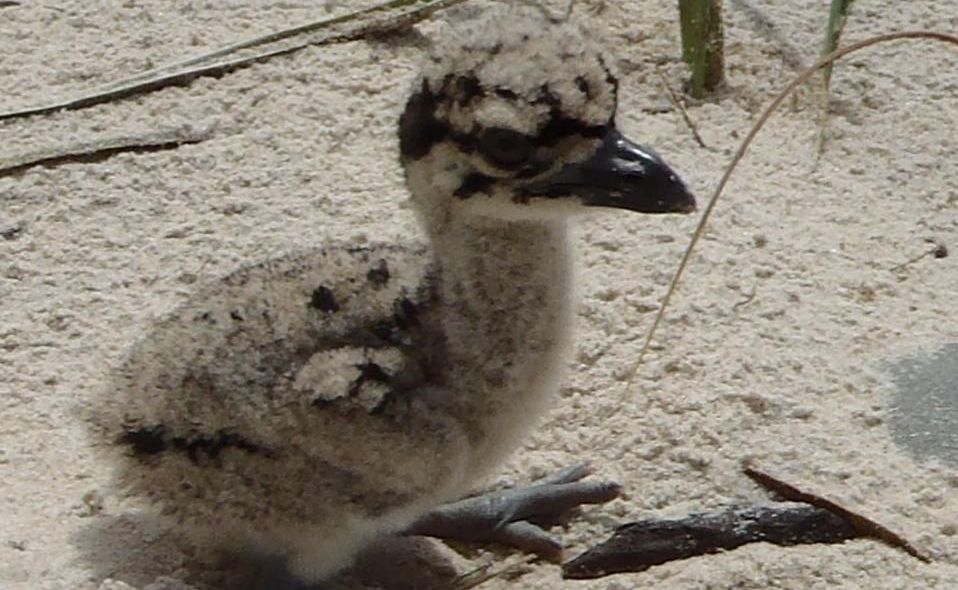 Beach Stone-curlew chick. Beach Stone-curlew chick.