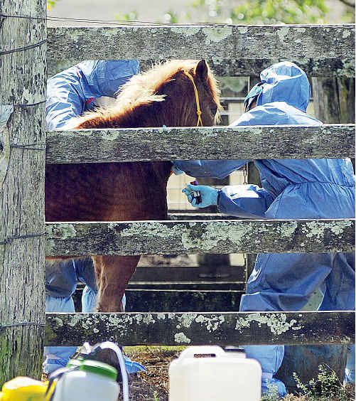 The five people in contact with the horse had The five people in contact with the horse had