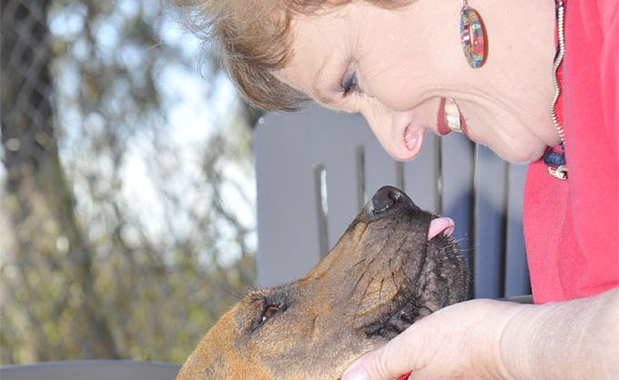 Friends of RSPCA Gladstone publicity officer Judy Whicker with 10-month-old French mastiff cross, Domino, who will be available for adoption. Friends of RSPCA Gladstone publicity officer Judy Whicker with 10-month-old French mastiff cross, Domino, who will be available for adoption.