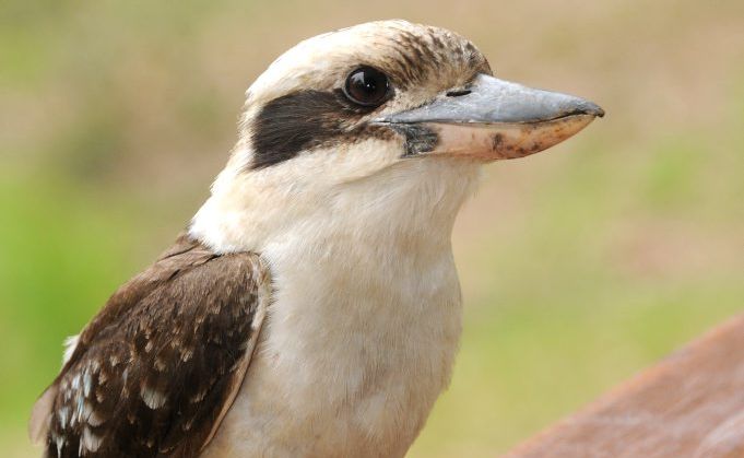 Two unruly bundles of white feathers that Aborigines call kookaburra, sit nearby and mock me. Two unruly bundles of white feathers that Aborigines call kookaburra, sit nearby and mock me.