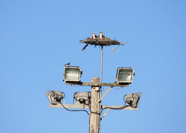 The Osprey pair content in their new home. The Osprey pair content in their new home.