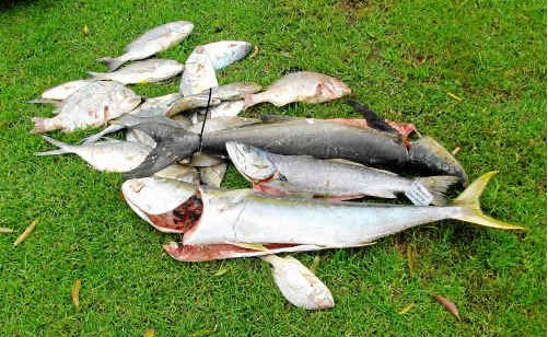 Evans Head Fishermen’s Co-operative has concerns about the Fishing Classic, saying it should be cut back to be a three-day event because of the impact on the ecosystem. Evans Head Fishermen’s Co-operative has concerns about the Fishing Classic, saying it should be cut back to be a three-day event because of the impact on the ecosystem.