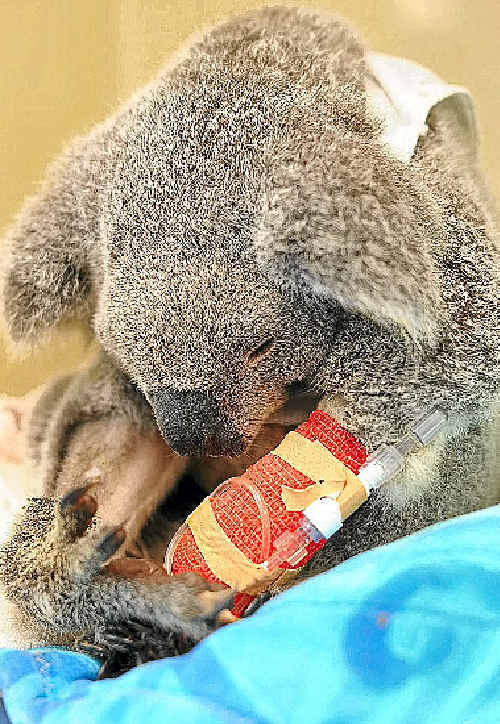 Blair - the luckiest or unluckiest koala in Australia? Blair - the luckiest or unluckiest koala in Australia?