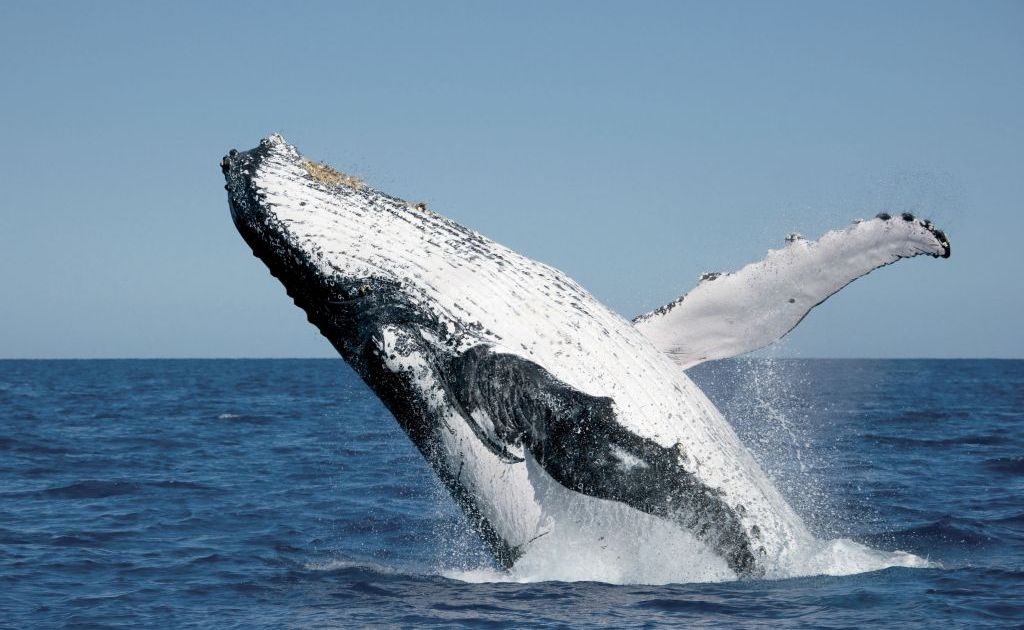 Join a qualified marine biologist for a guided whale-spotting walking tour at Point Lookout on Stradbroke Island. Join a qualified marine biologist for a guided whale-spotting walking tour at Point Lookout on Stradbroke Island.
