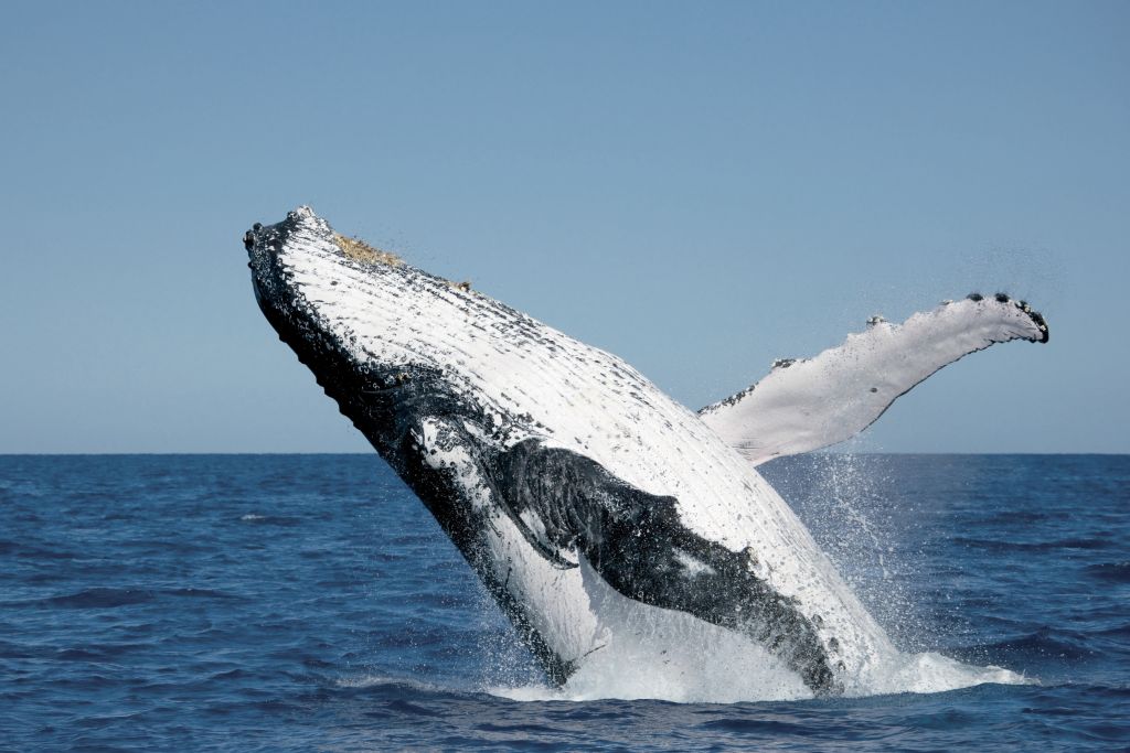 Join a qualified marine biologist for a guided whale-spotting walking tour at Point Lookout on Stradbroke Island. Join a qualified marine biologist for a guided whale-spotting walking tour at Point Lookout on Stradbroke Island.