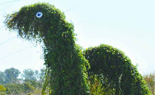 A monster tree on the corner of Red Rover Rd and the Dawson Hwy. A monster tree on the corner of Red Rover Rd and the Dawson Hwy.