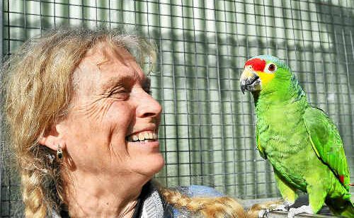 Noddy Connors, of Casuarina Parrot Gardens at Ramornie, shares a moment with her red-lored Amazon parrot ahead of the 10th Aves International Parrot Convention this weekend in Grafton. Noddy Connors, of Casuarina Parrot Gardens at Ramornie, shares a moment with her red-lored Amazon parrot ahead of the 10th Aves International Parrot Convention this weekend in Grafton.