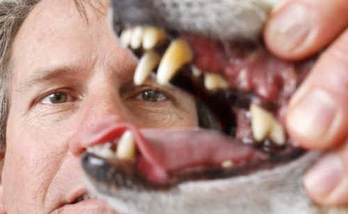 AWL Ipswich head vet Dean Tait is urging people to have their dog’s teeth checked during National Pet Dental Health Month. AWL Ipswich head vet Dean Tait is urging people to have their dog’s teeth checked during National Pet Dental Health Month.