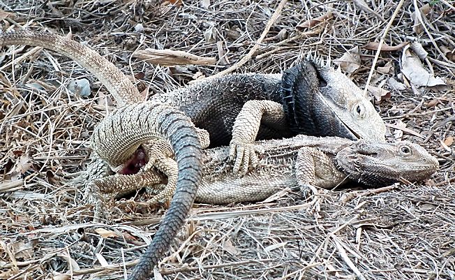 Two lizards get frisky as the fire approaches. Two lizards get frisky as the fire approaches.