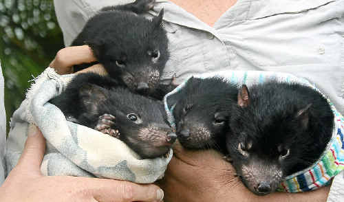 Tasmanian Devil joeys Ebony, Des, Troy, Brian and Raine make their public debut at Australia Zoo. Tasmanian Devil joeys Ebony, Des, Troy, Brian and Raine make their public debut at Australia Zoo.