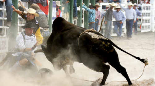 Bullfighter Daniel Roberts protects a fallen rider from a rampaging beast. Bullfighter Daniel Roberts protects a fallen rider from a rampaging beast.