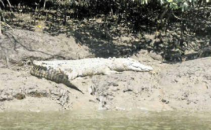 Ron McLean snapped this photo of a crocodile sunbaking at Murray Creek on Thursday morning. He said it was on a bank about 500m upstream from the boat ramp. Ron McLean snapped this photo of a crocodile sunbaking at Murray Creek on Thursday morning. He said it was on a bank about 500m upstream from the boat ramp.