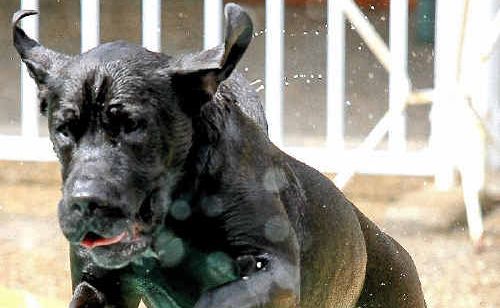Sheeba, a bull mastiff-ridgeback cross, loves the swimming pool. Sheeba, a bull mastiff-ridgeback cross, loves the swimming pool.