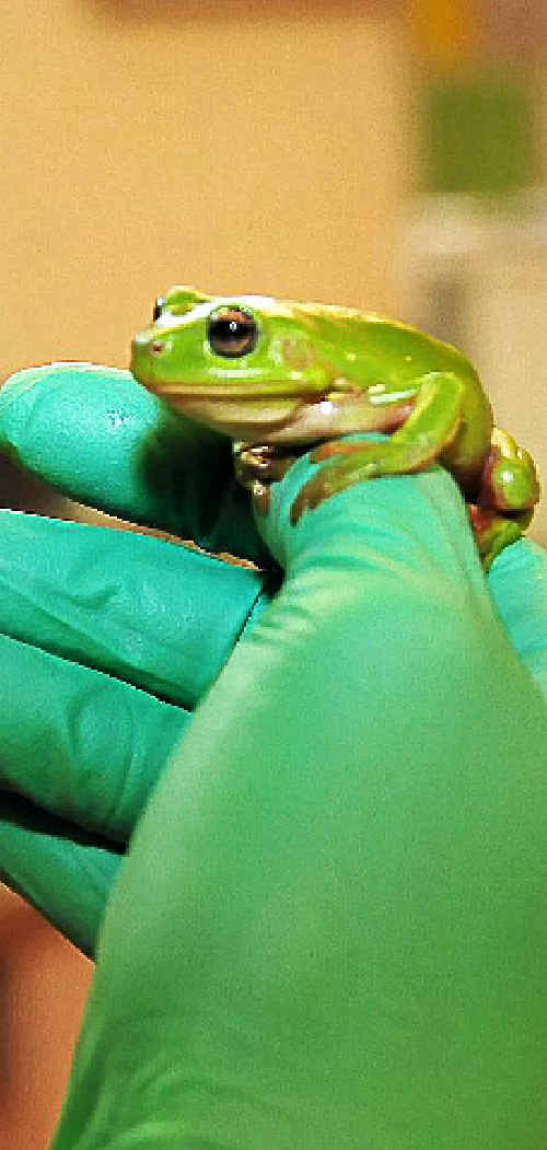 Kermit, the green tree frog, is on the road to recovery after being run over by a wheelie bin. Kermit, the green tree frog, is on the road to recovery after being run over by a wheelie bin.