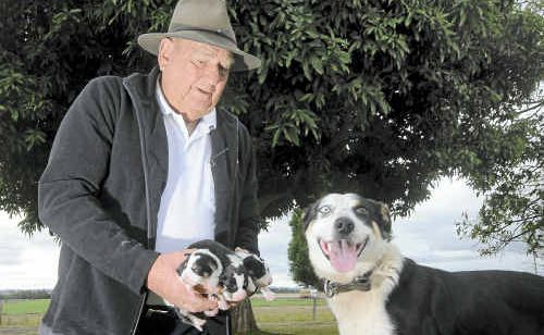 Veteran dog trialler Snow Ellis and his dog Rosie with her pups. “I don’t think you’d find a better contest anywhere,” he said. Veteran dog trialler Snow Ellis and his dog Rosie with her pups. “I don’t think you’d find a better contest anywhere,” he said.