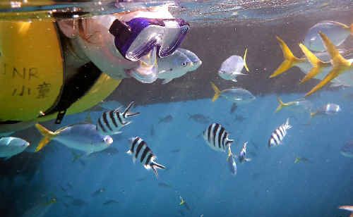 Ashlea-kay Lindeberg, 7, snorkelling at the Great Barrier Reef. Ashlea-kay Lindeberg, 7, snorkelling at the Great Barrier Reef.