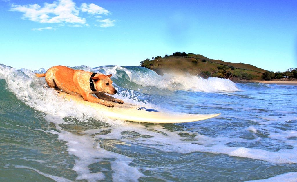 Surfing dog Cedar on a wave at her home beach. Surfing dog Cedar on a wave at her home beach.