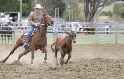 Michael Bowen from Roadvale competing in the campdraft at the Rosewood Festival on Sunday. Michael Bowen from Roadvale competing in the campdraft at the Rosewood Festival on Sunday.