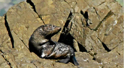 This seal was photographed on Julian Rocks on August 31. This seal was photographed on Julian Rocks on August 31.