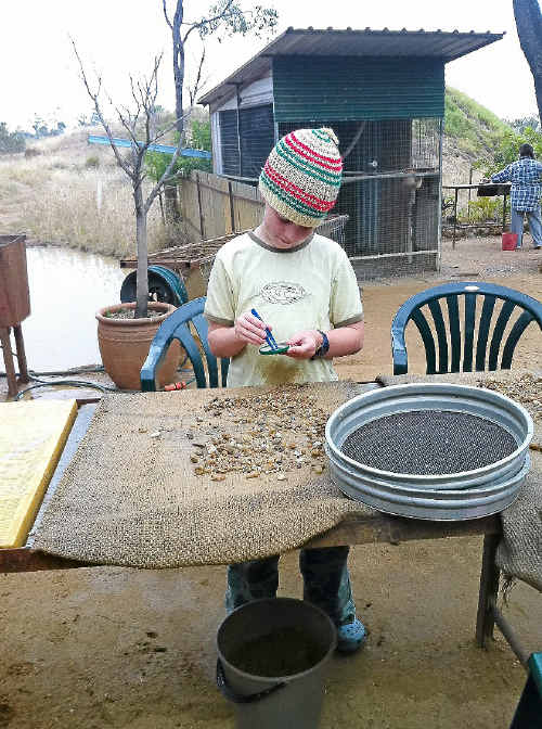 Tom Sundstrom searches for sapphires at Pat’s Gems. Tom Sundstrom searches for sapphires at Pat’s Gems.