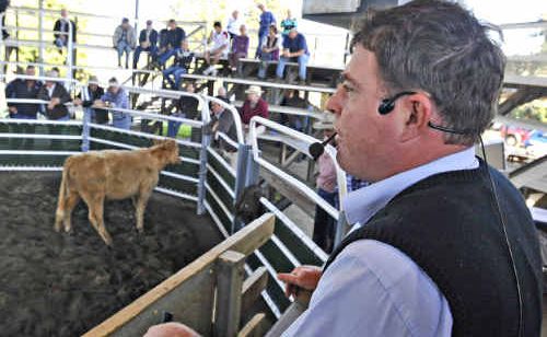 Auctioneer David Farrell believes EU accreditation would open up new markets for Valley cattle producers. Auctioneer David Farrell believes EU accreditation would open up new markets for Valley cattle producers.