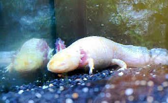 An axolotl at UnderWater World, which marked National Threatened Species Day. An axolotl at UnderWater World, which marked National Threatened Species Day.