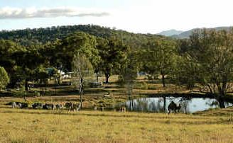 RESCUED: Donkeys are valued at Destiny Boonah. RESCUED: Donkeys are valued at Destiny Boonah.