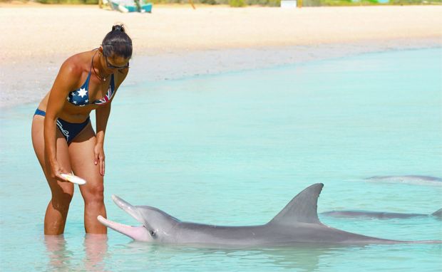 A patriotic Australian feeds a gentle female dolphin at Monkey Mia. A patriotic Australian feeds a gentle female dolphin at Monkey Mia.