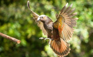 With outstretched wings, the kaka's scarlett and orange markings can be seen. With outstretched wings, the kaka's scarlett and orange markings can be seen.