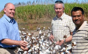 Associate Professor Geoff Cockfield, Dr Neil White and Dr Shahbaz Mushtaq inspect a cotton crop in the Burdekin Irrigation Area. Associate Professor Geoff Cockfield, Dr Neil White and Dr Shahbaz Mushtaq inspect a cotton crop in the Burdekin Irrigation Area.