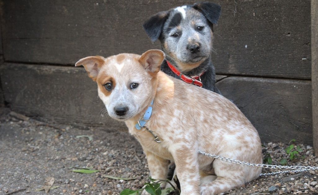 Siblings Princess, front, and Jack the Australian Cattle Dog pups. Siblings Princess, front, and Jack the Australian Cattle Dog pups.