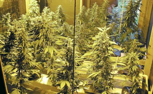 Police seized about $730,000 worth of cannabis from this property near Nimbin early Tuesday morning. Police seized about $730,000 worth of cannabis from this property near Nimbin early Tuesday morning.