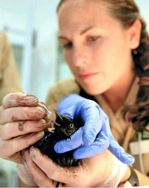 Currumbin Wildlife hospital vet nurse Shelley Davis attempts to remove oil from the bird’s ruined feathers. Currumbin Wildlife hospital vet nurse Shelley Davis attempts to remove oil from the bird’s ruined feathers.